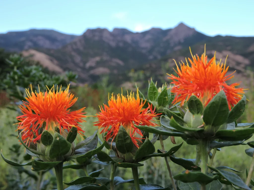 Safflower ; Drought Resistant Crops