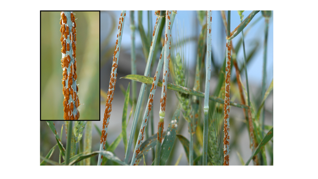 Puccinia graminis f. sp. tritici ; stem rust 