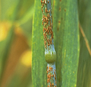 Stem Rust of wheat 