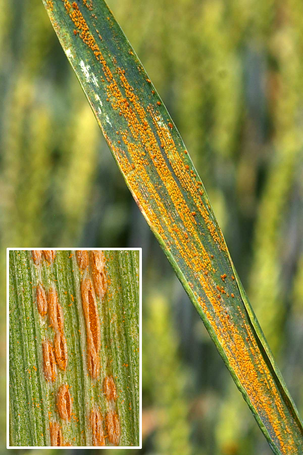 Wheat rust disease : Stripe Rust