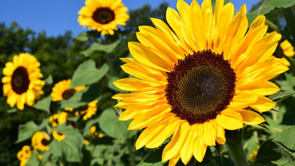 Sunflower : Drought Resistant Crops