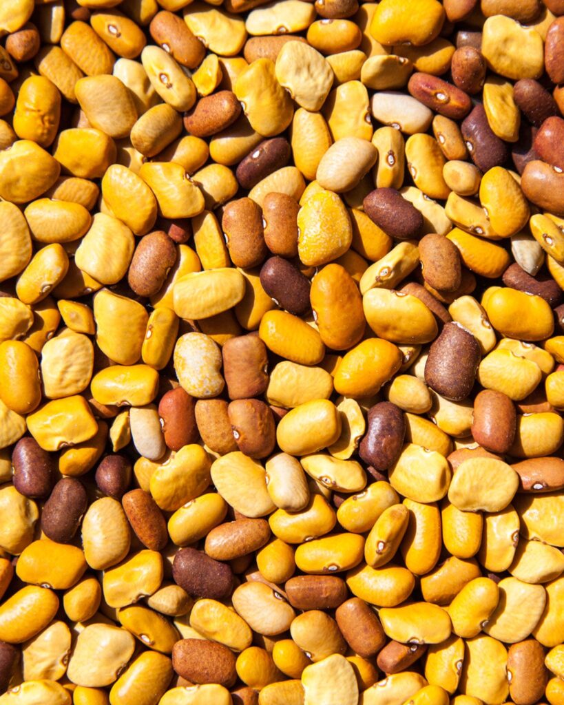 Tepary Bean