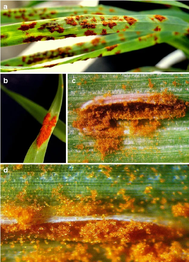 Stem Rust of wheat 