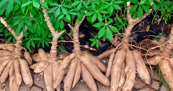 Cassava 