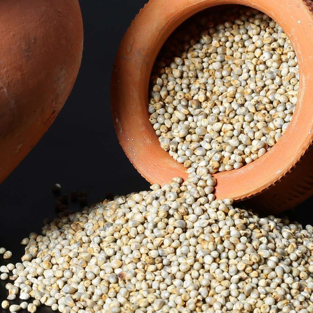 Pearl Millet : Drought Resistant Crops