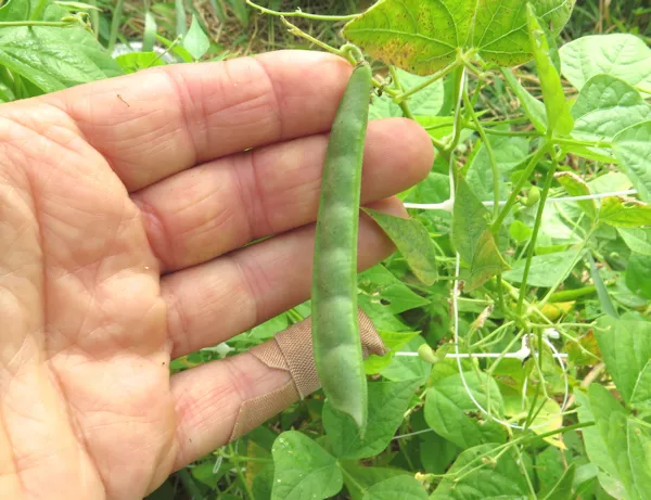 Tepary Bean : Drought Resistant Crops