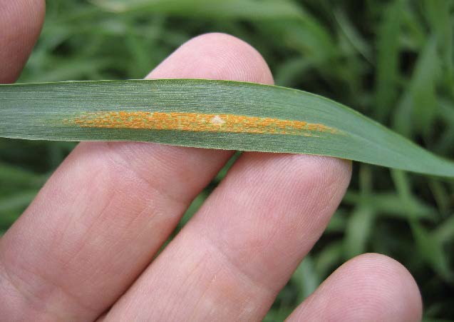Stripe Rust of wheat 