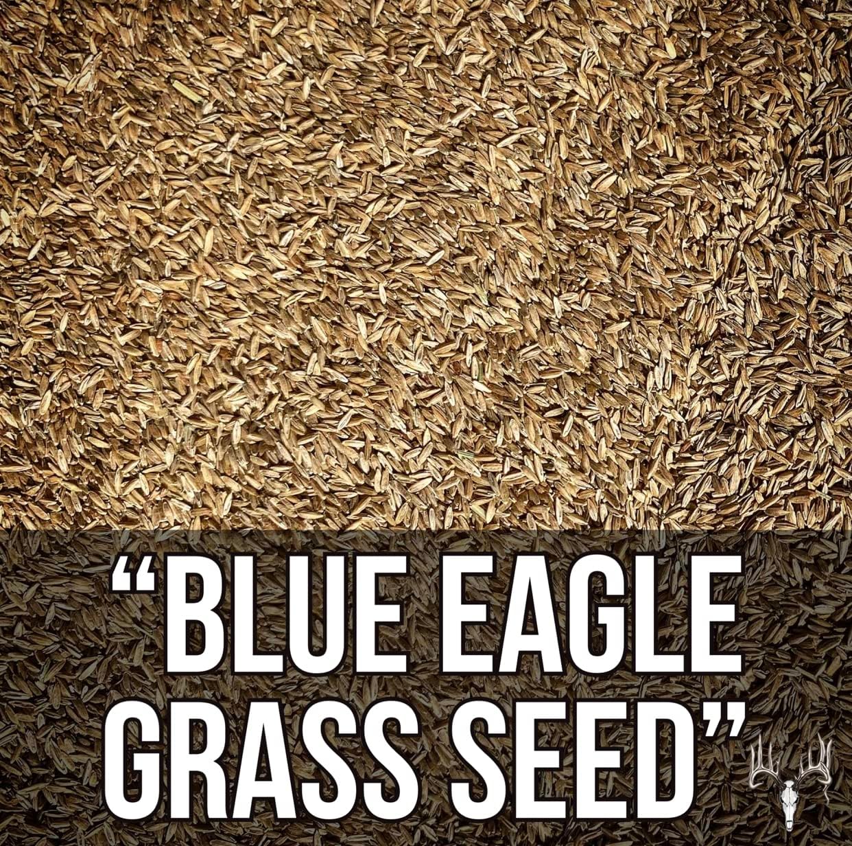 Buy Kentucky Bluegrass Seed 3LB – Premium Seed for Lush Green Yard - Image 3