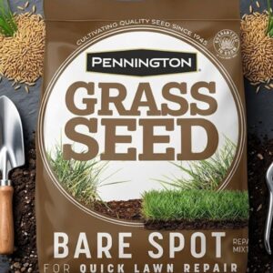 bare spot grass seed