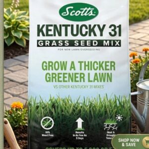 kentucky 31 grass seed