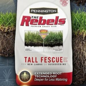 tall fescue grass seed