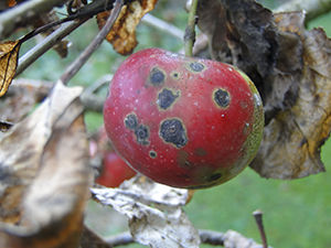 Apple Scab ; Fruit Trees Die

