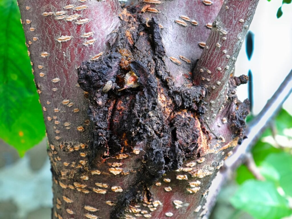 Bacterial Canker 1