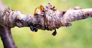 Bacterial Canker