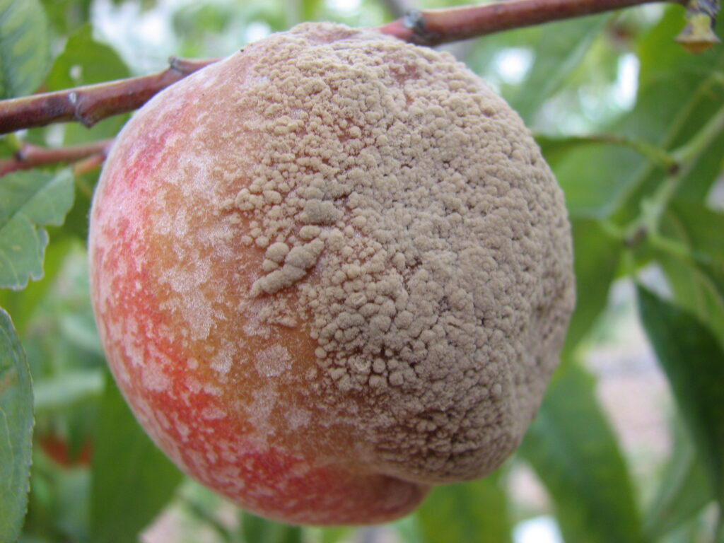 Brown Rot 1