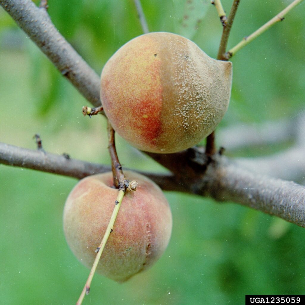 Brown Rot