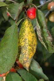 Cherry Leaf Spot