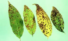 Cherry Leaf Spot