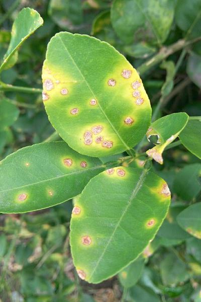 Citrus Canker