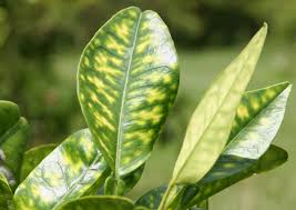 Citrus Greening HLB