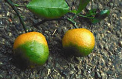 . Citrus Greening (HLB)