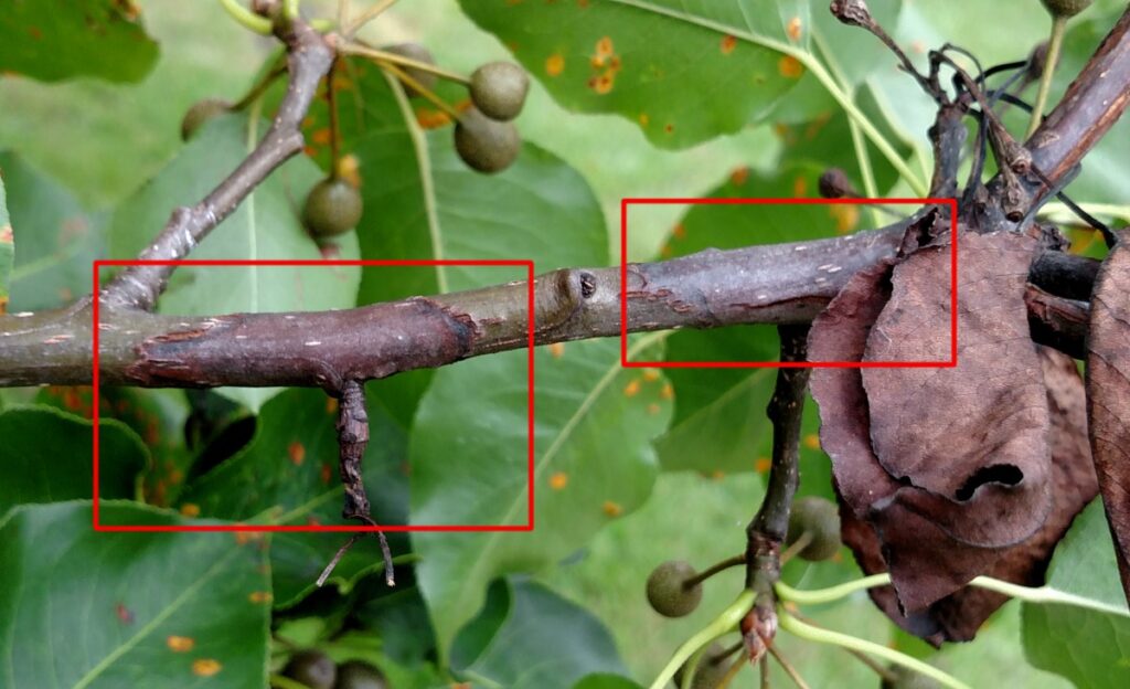 Fire Blight ; Fruit Trees Die