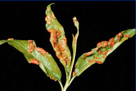  Peach Leaf Curl