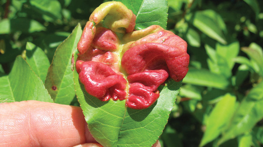 Peach Leaf Curl