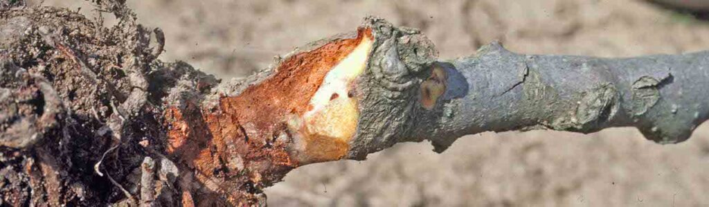 Phytophthora Root and Crown Rot