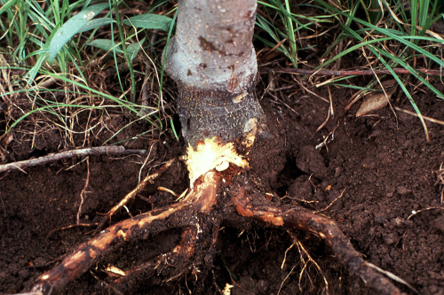Phytophthora Root and Crown Rot