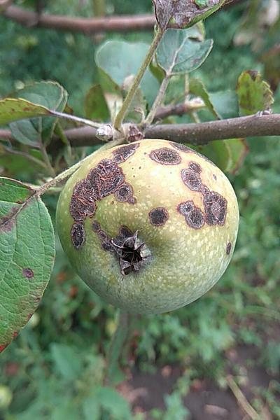 Fruit Trees Die : Apple scab