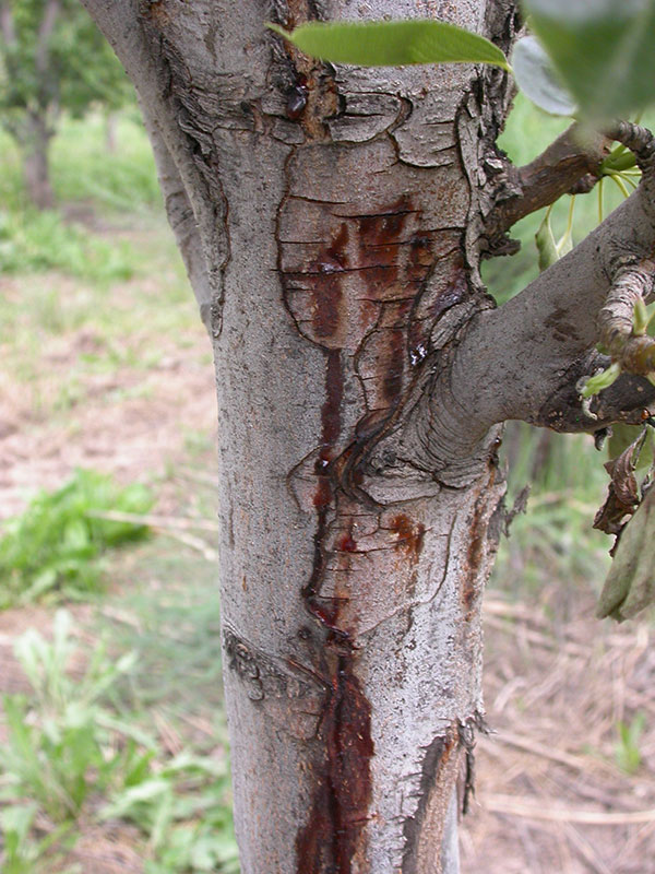 Fire Blight : Fruit Trees Die