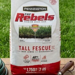 tall fescue grass seed