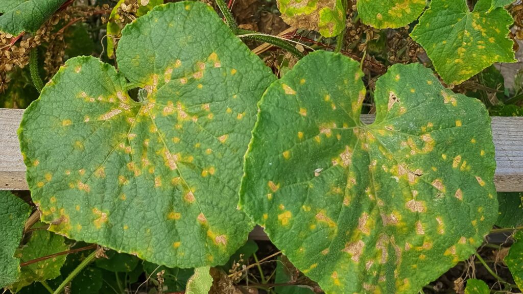 Downy Mildew – Identification, Symptoms, and Control Guide