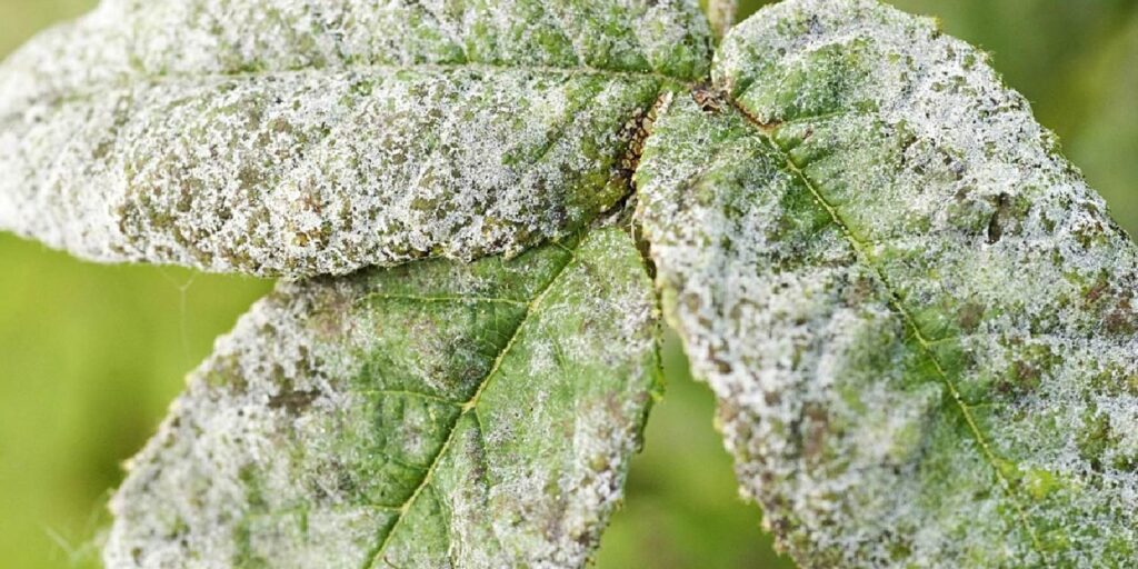 Powdery Mildew Fungicide- Guide for Managing Powdery Mildew
