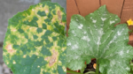 White Spots on Zucchini Leaves Not Powdery Mildew? 5 Causes