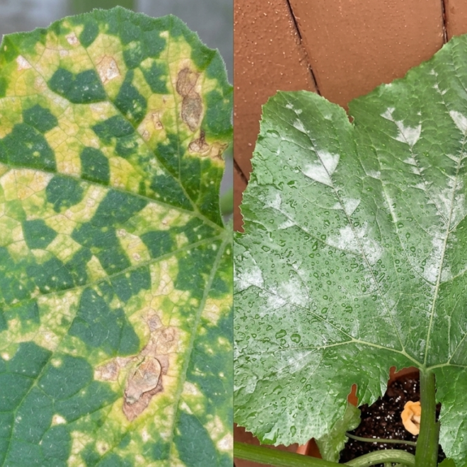 White Spots on Zucchini Leaves Not Powdery Mildew? 5 Causes