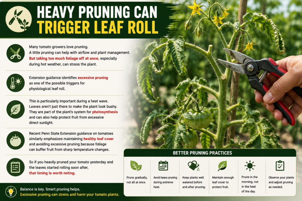 Heavy Pruning Can Trigger Leaf Roll