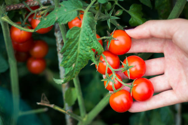 How to Grow Cherry Tomatoes – Planting, Care & Harvest