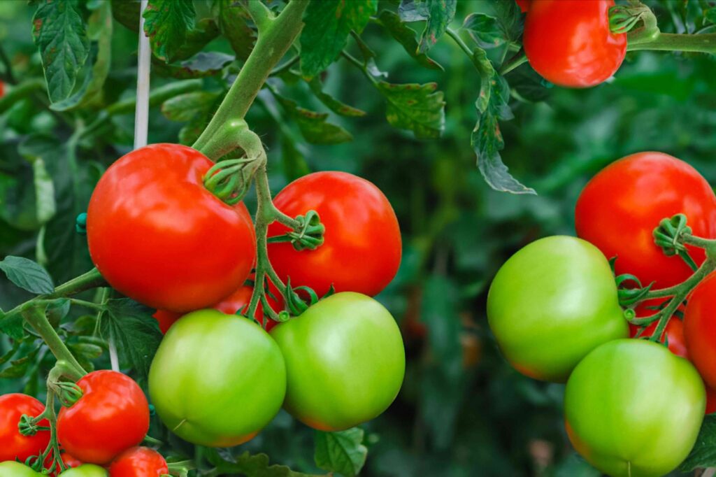 How to Grow Tomatoes – Easy Tips for Planting and Harvesting