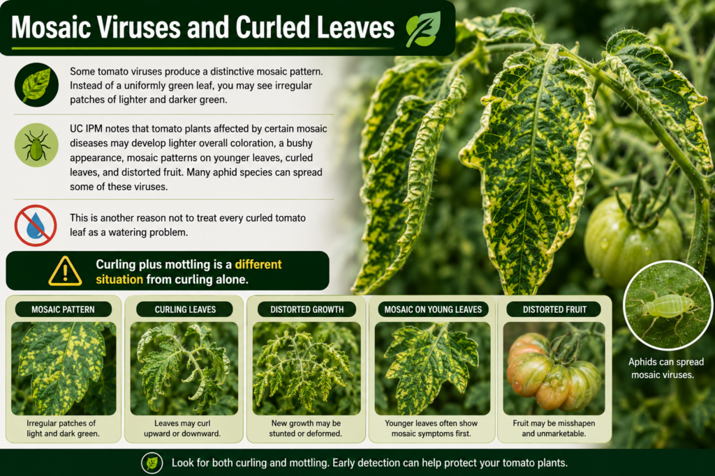 Mosaic Viruses and Curled Leaves