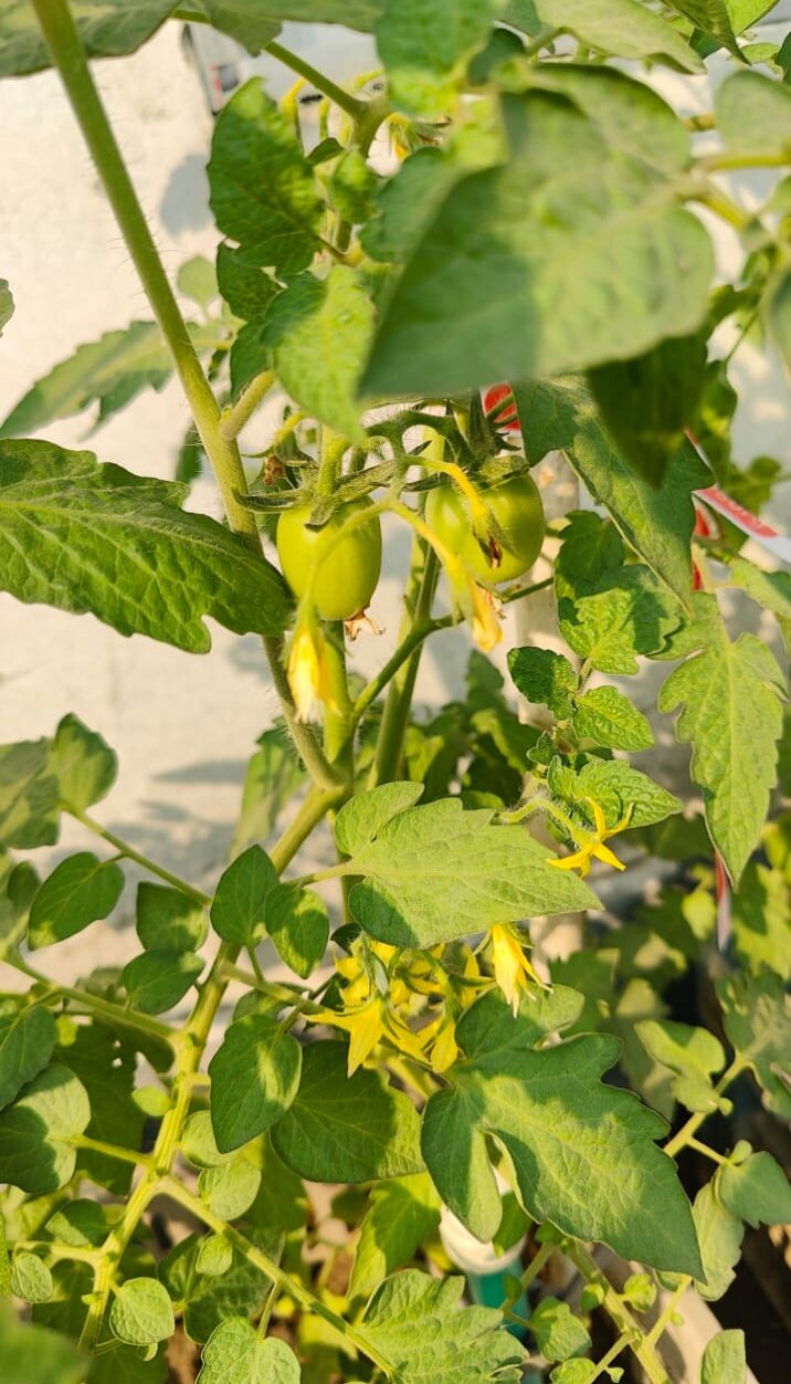 My Own Rooftop Tomato Garden