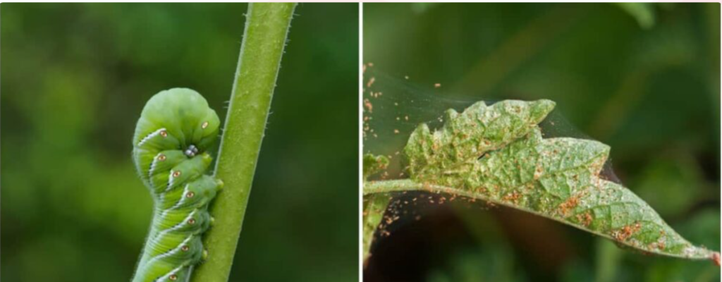 Pests & Diseases – Protecting Plants From Damage