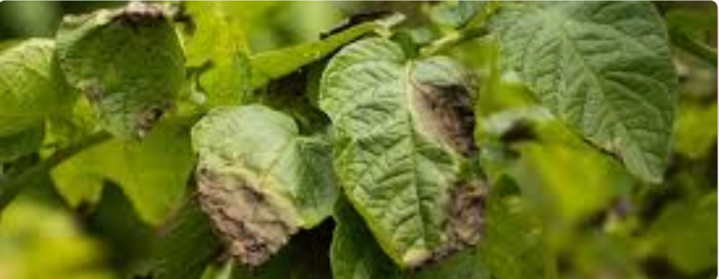 Potato Pests and Diseases – Identification & Control