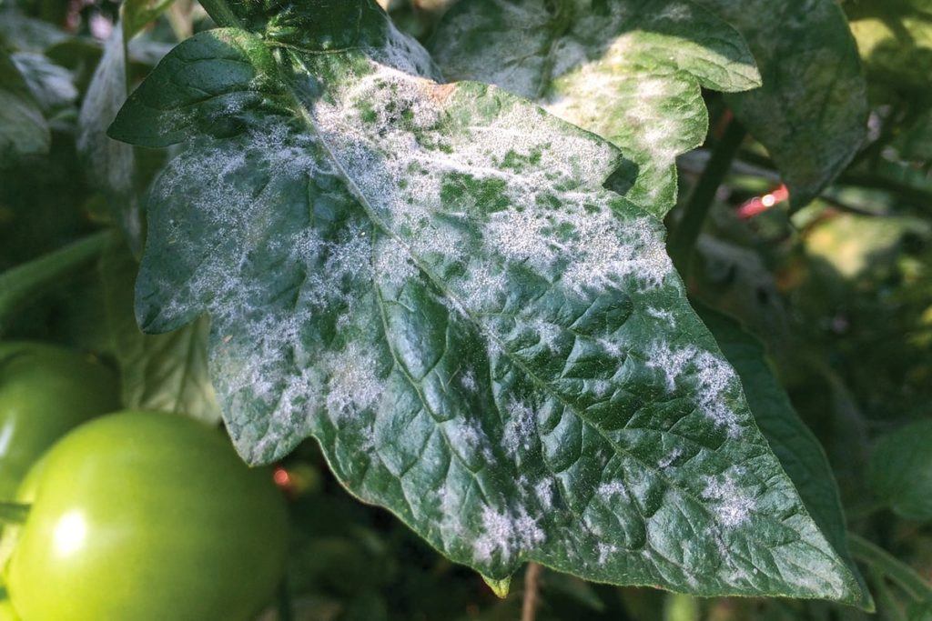 Tomato Diseases – Common Issues and How to Treat Them