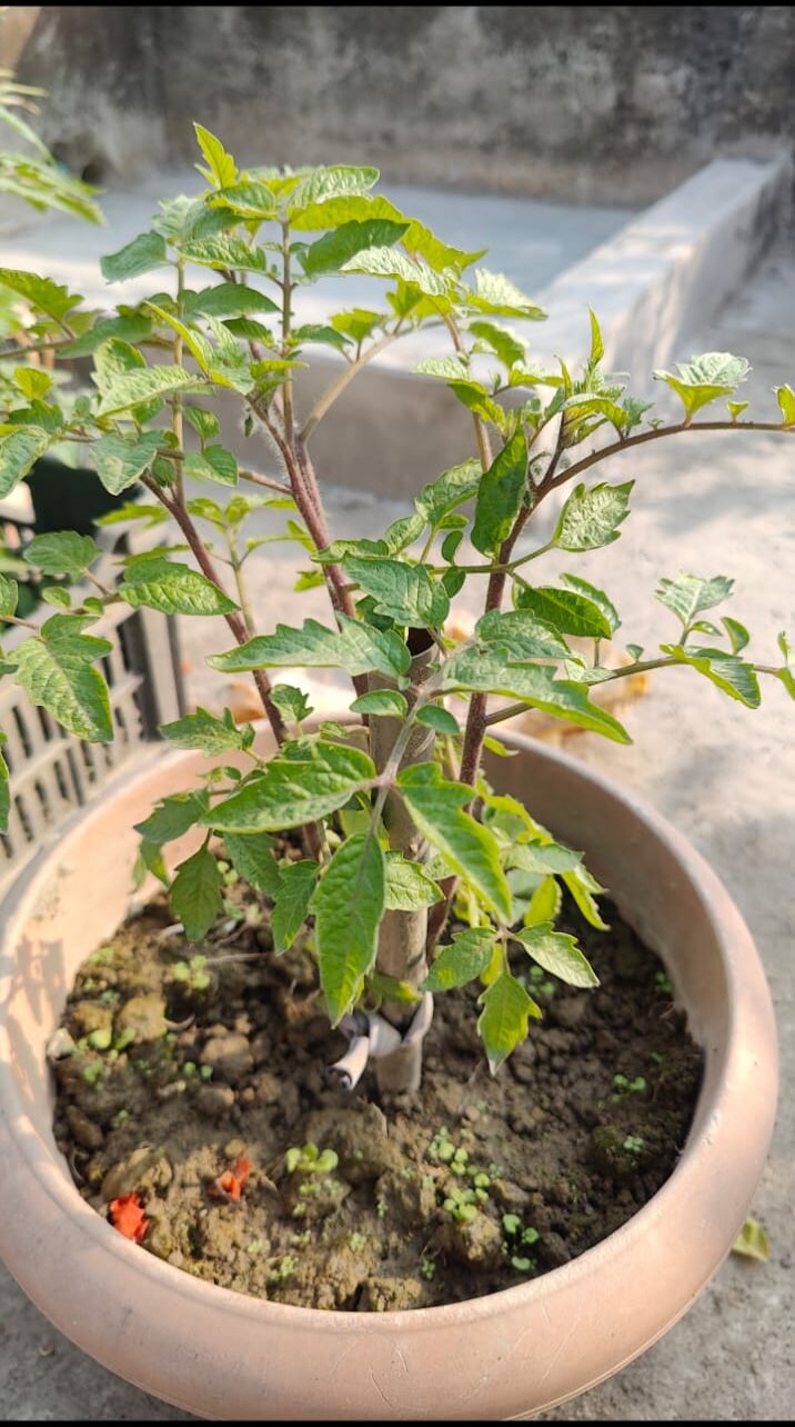 Tomato Leaves Curling Up