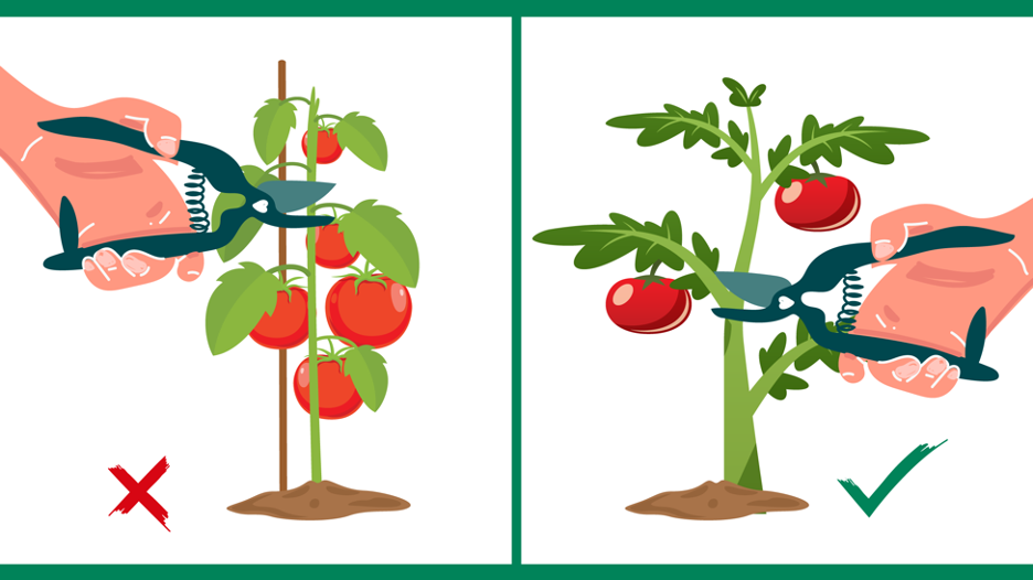 Tomato Pruning Mistakes- Every Gardener Should Avoid