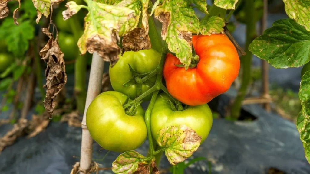 Tomato Yellow Leaf – Common Problems and Easy Fixes