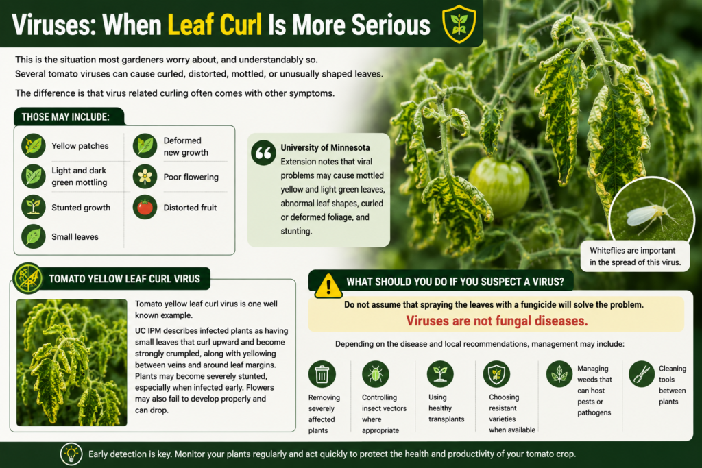 Viruses When Leaf Curl Is More Serious