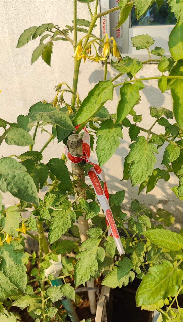 What Does Tomato Leaf Curl Look Like